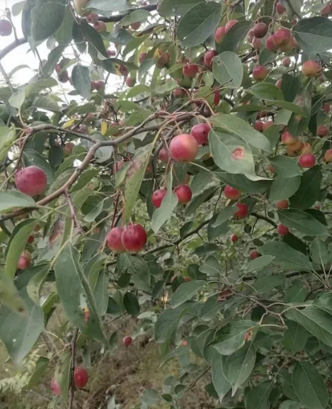 请问这种野生的小苹果能不能吃?