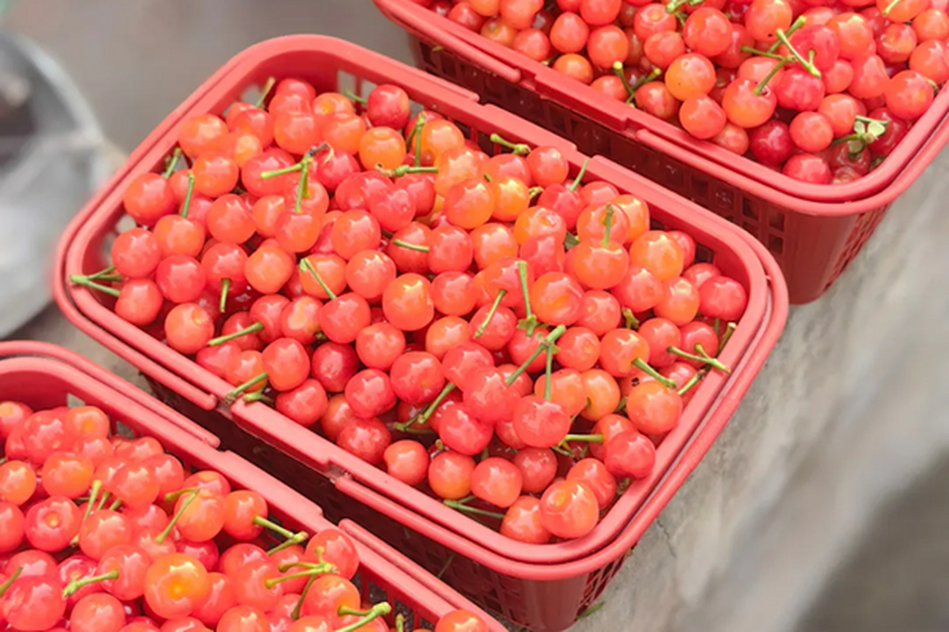 荣县有哪些采摘水果的地方推荐  1,樱桃  又到樱桃成熟季