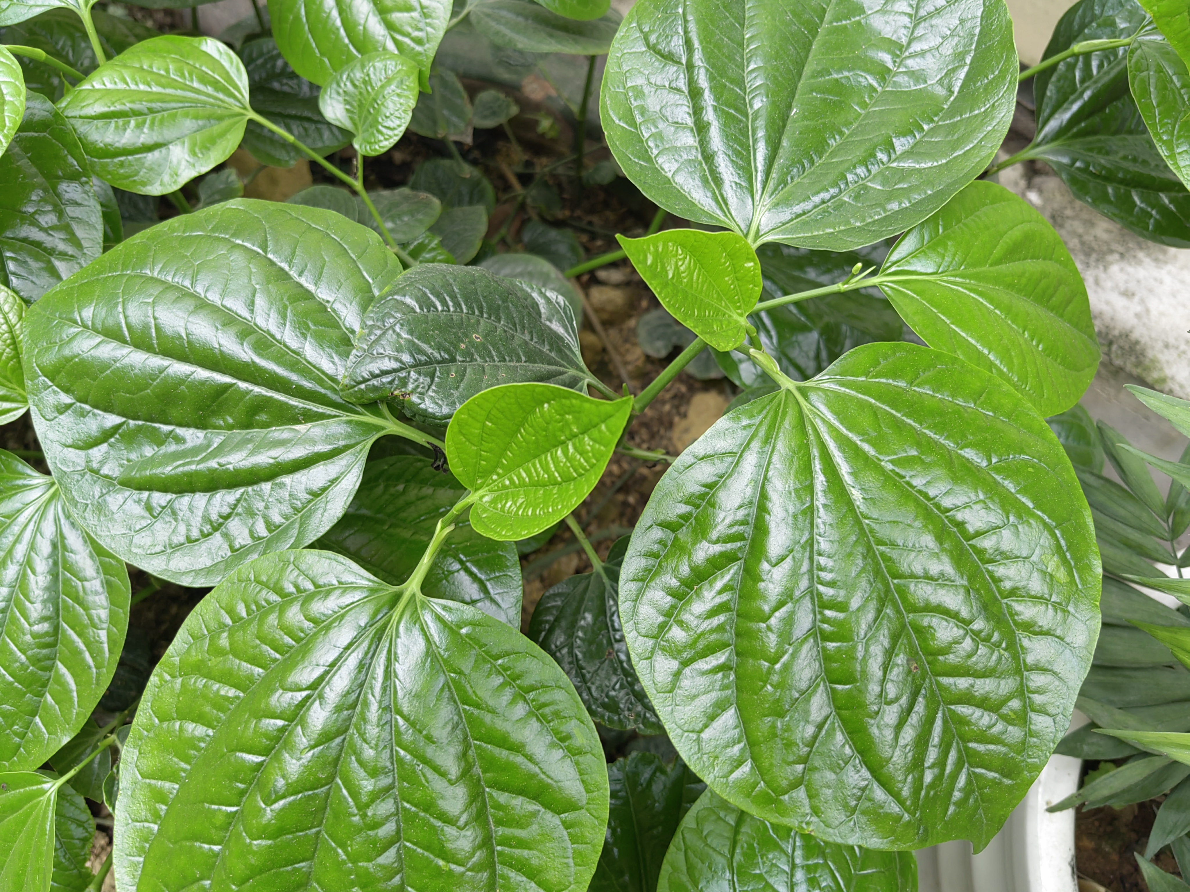 母鸡头野菜功效图片