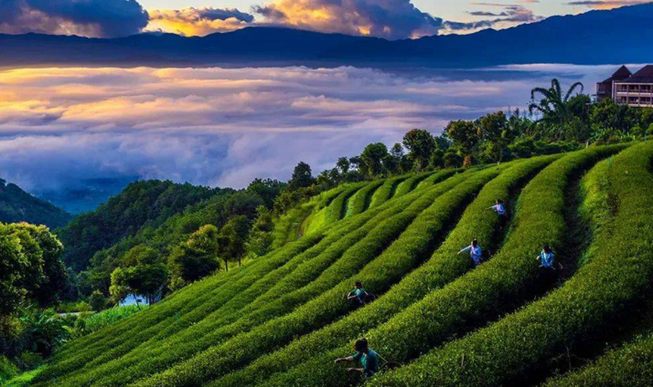 腾冲高山乌龙茶景区集自然美景和茶文化于一体,拥有四季花开的茶园和