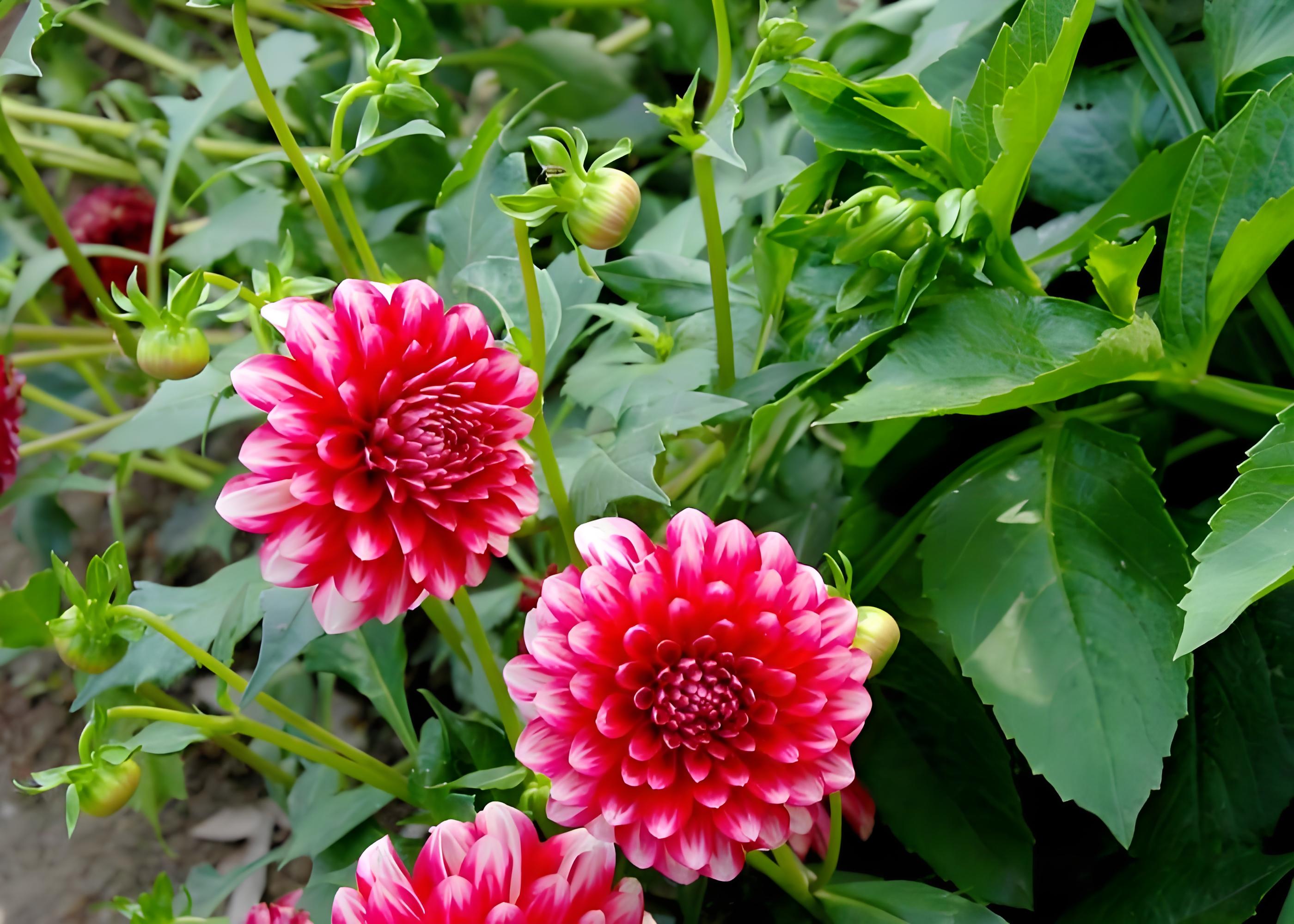 大丽花一年能开几次花,什么时候开花,如何多次开花且花期长?