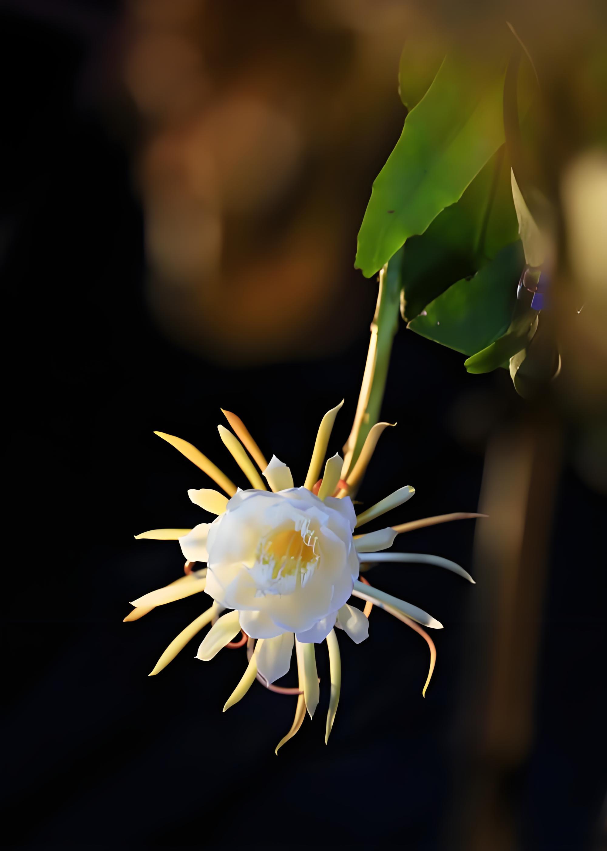 昙花怎么养?养盆栽昙花的"十大常见"问题解答!