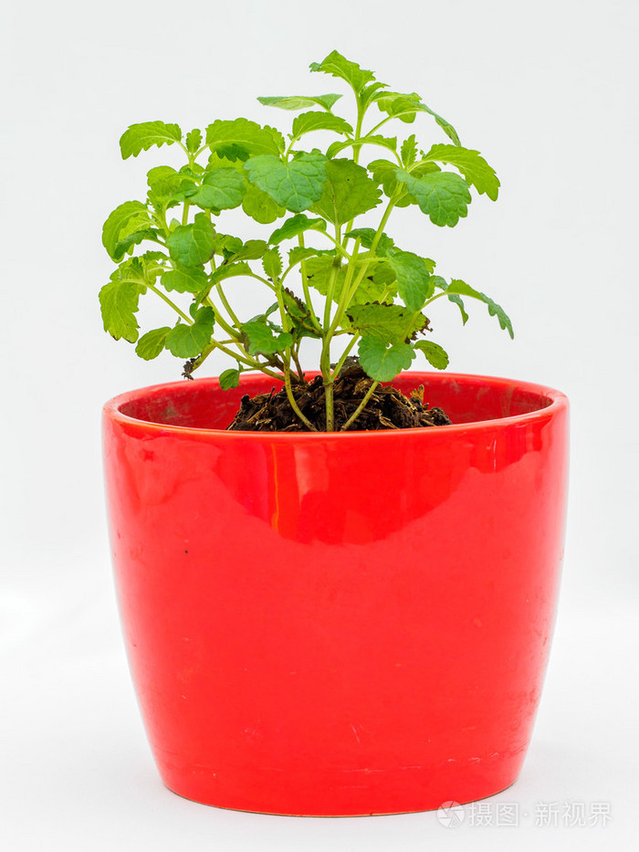 在家种薄荷,一种就是掐一个枝条扦插