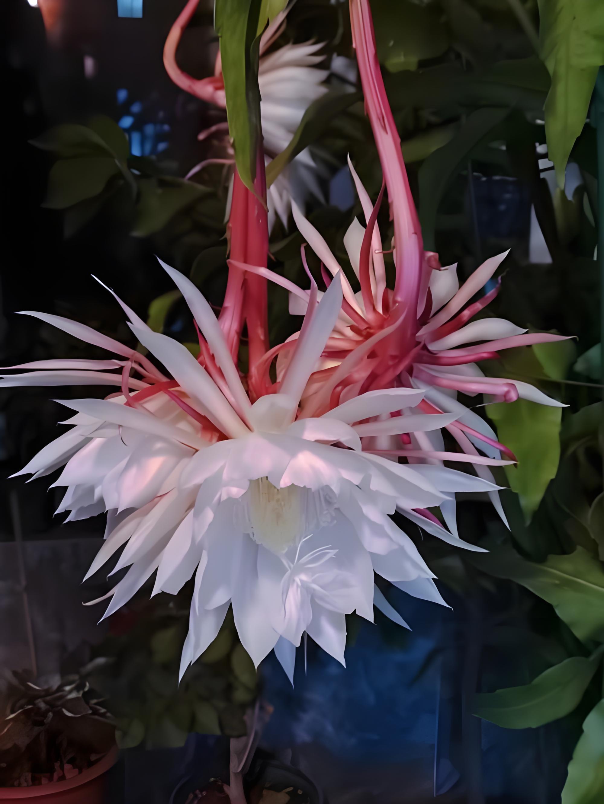 养盆栽昙花问题解答:如何给昙花施肥?