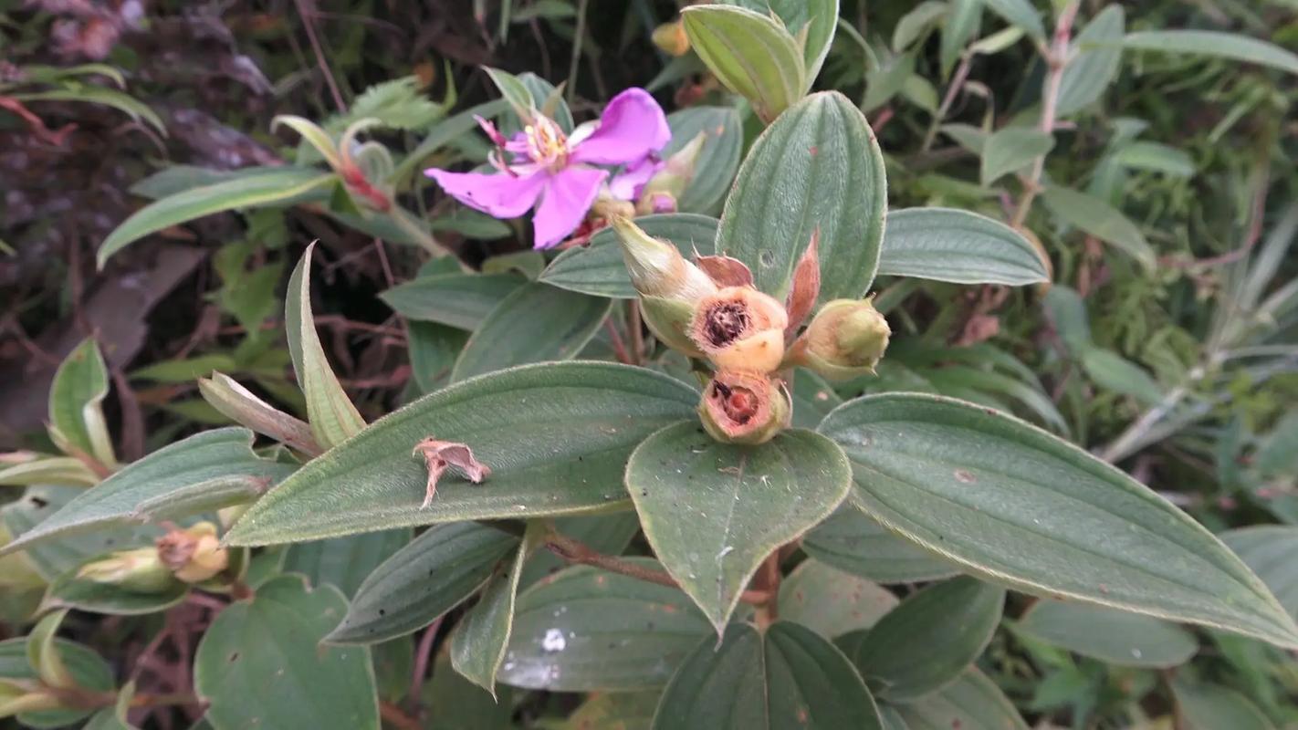 野生木本植物-野牡丹简介