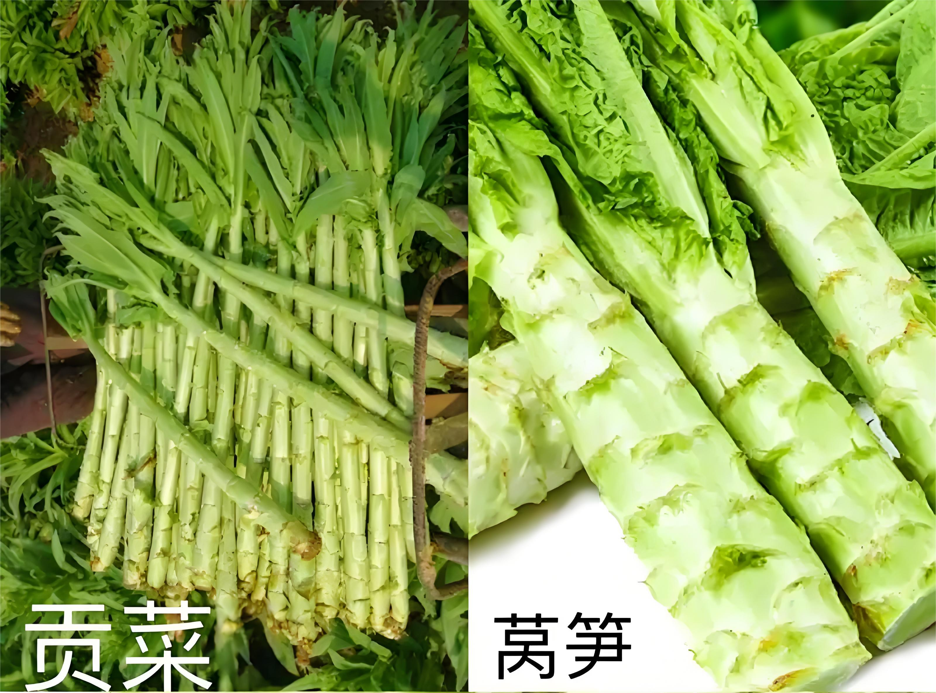 别再把贡菜当莴笋了 看完这篇