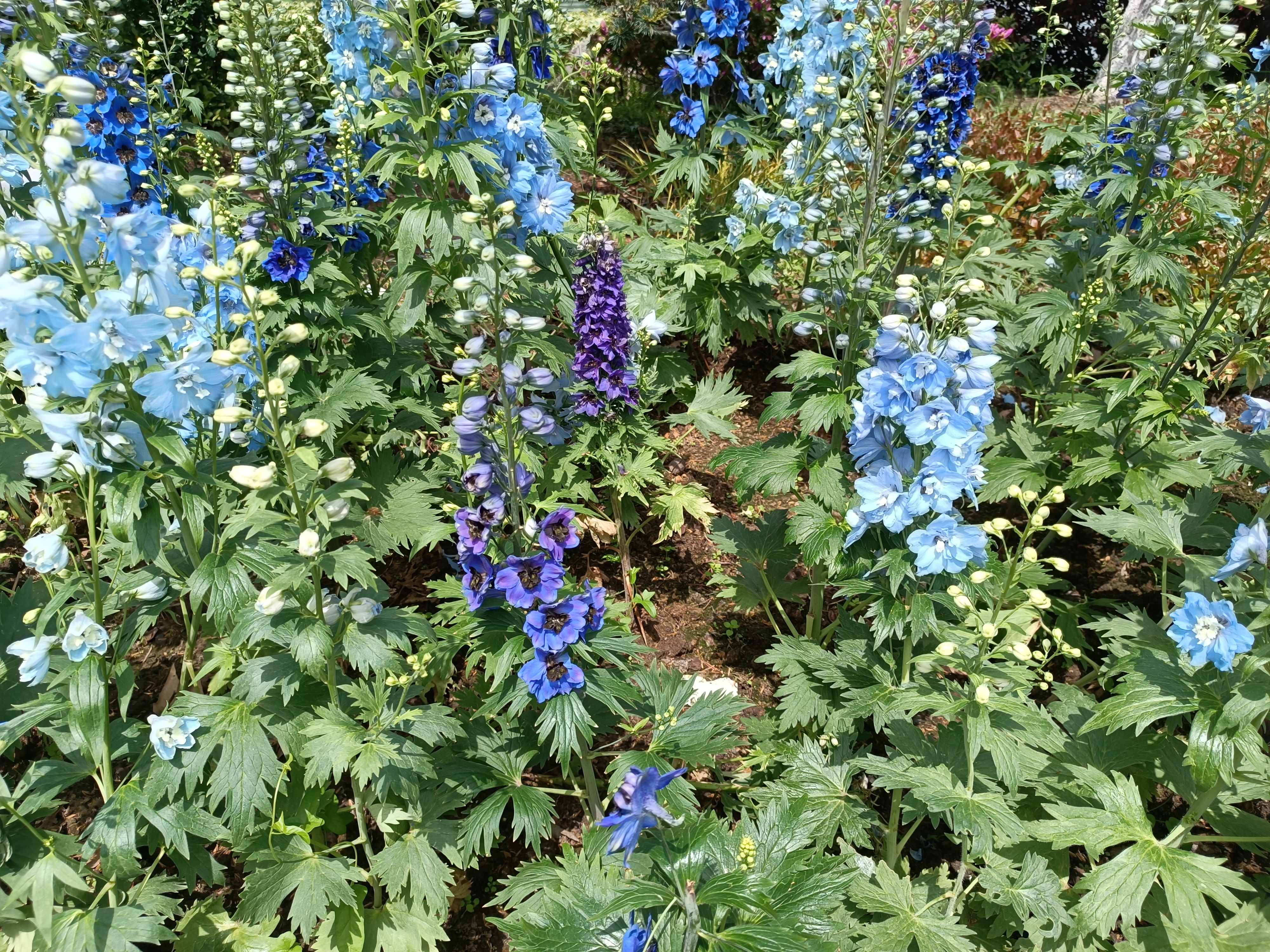 高翠雀花图片