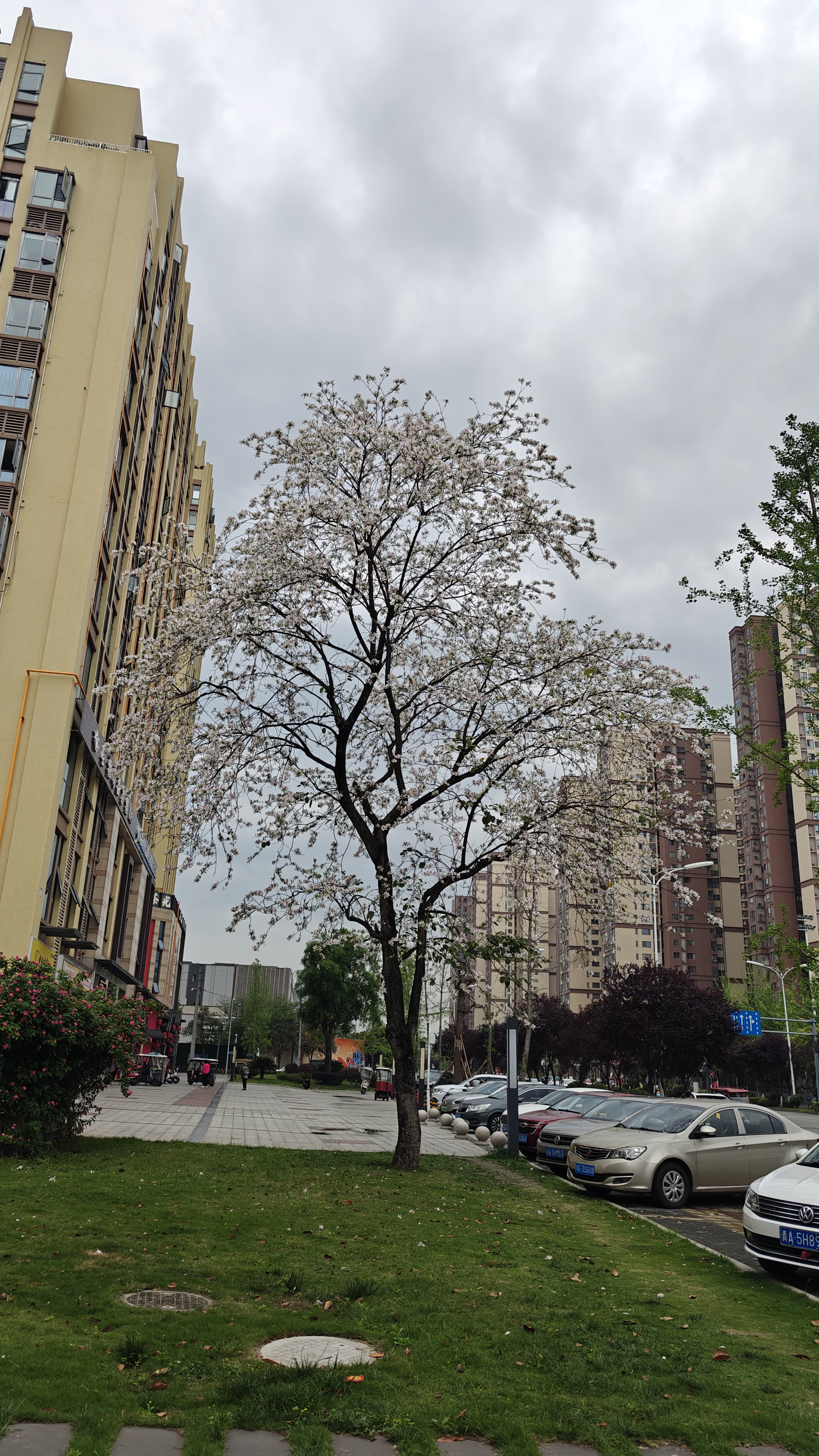 和平时在成都街头路两旁看到的羊蹄角花不太一样