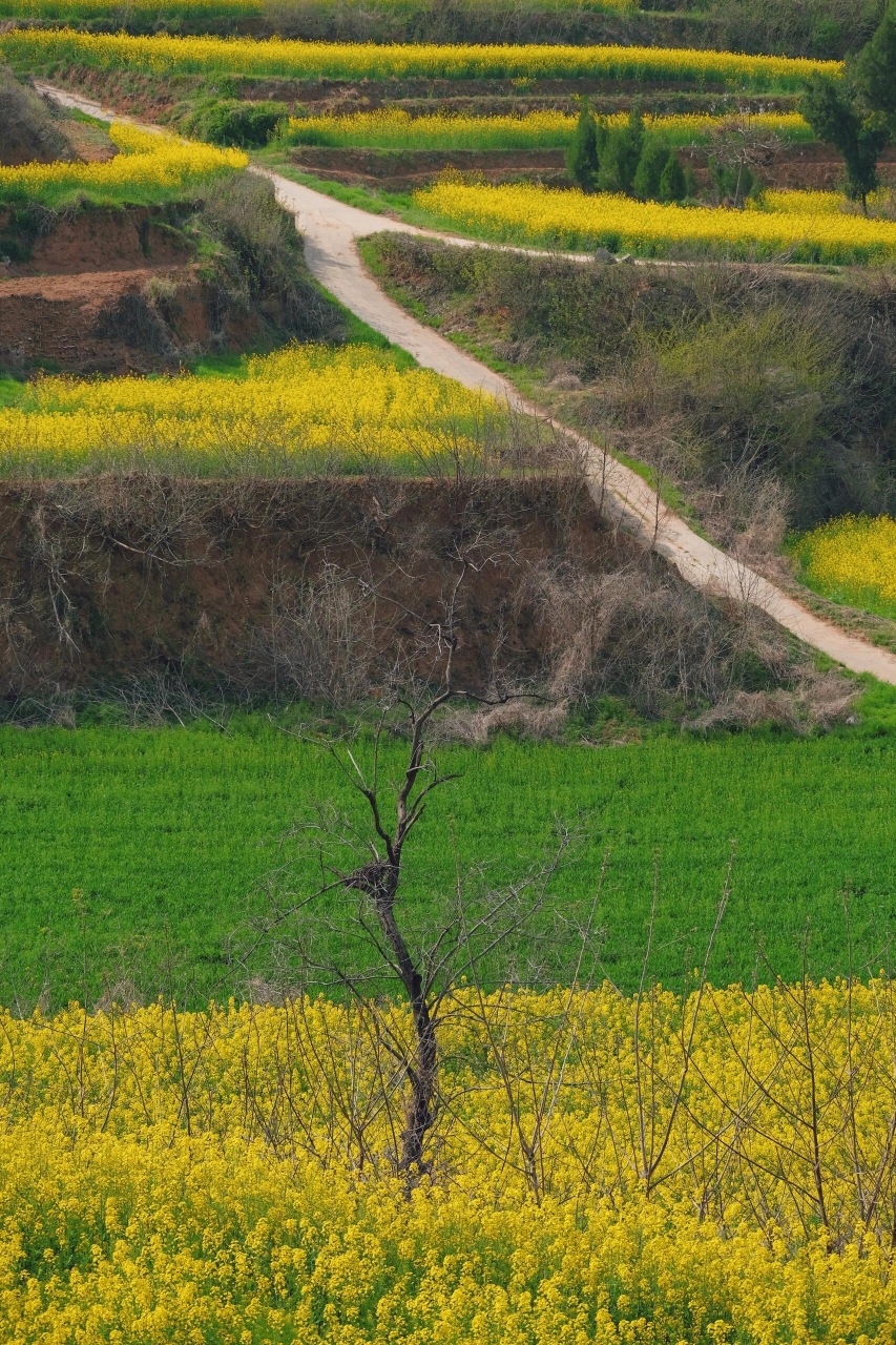 郑州的春天,一头扎进油菜花田.