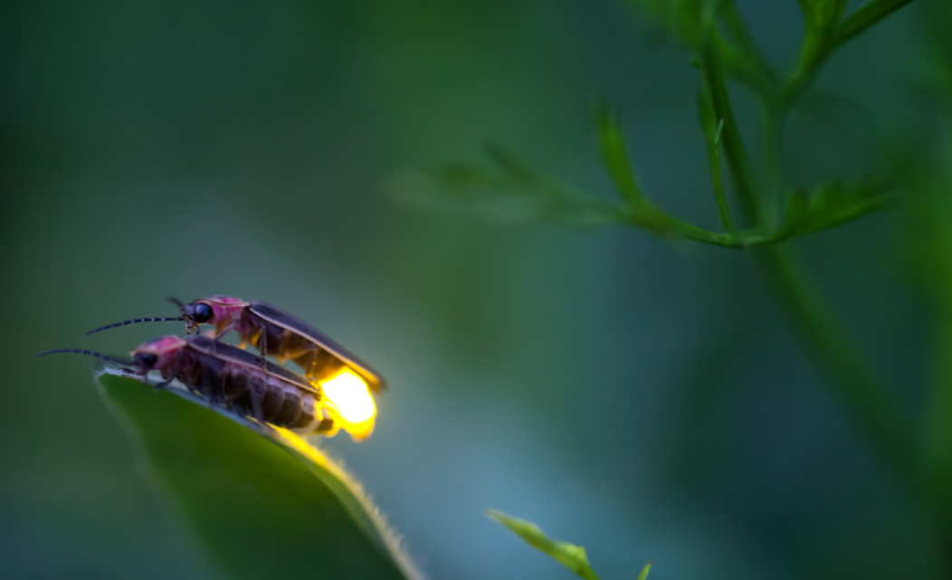 萤火虫的天敌:谁在黑暗中捕食它们?