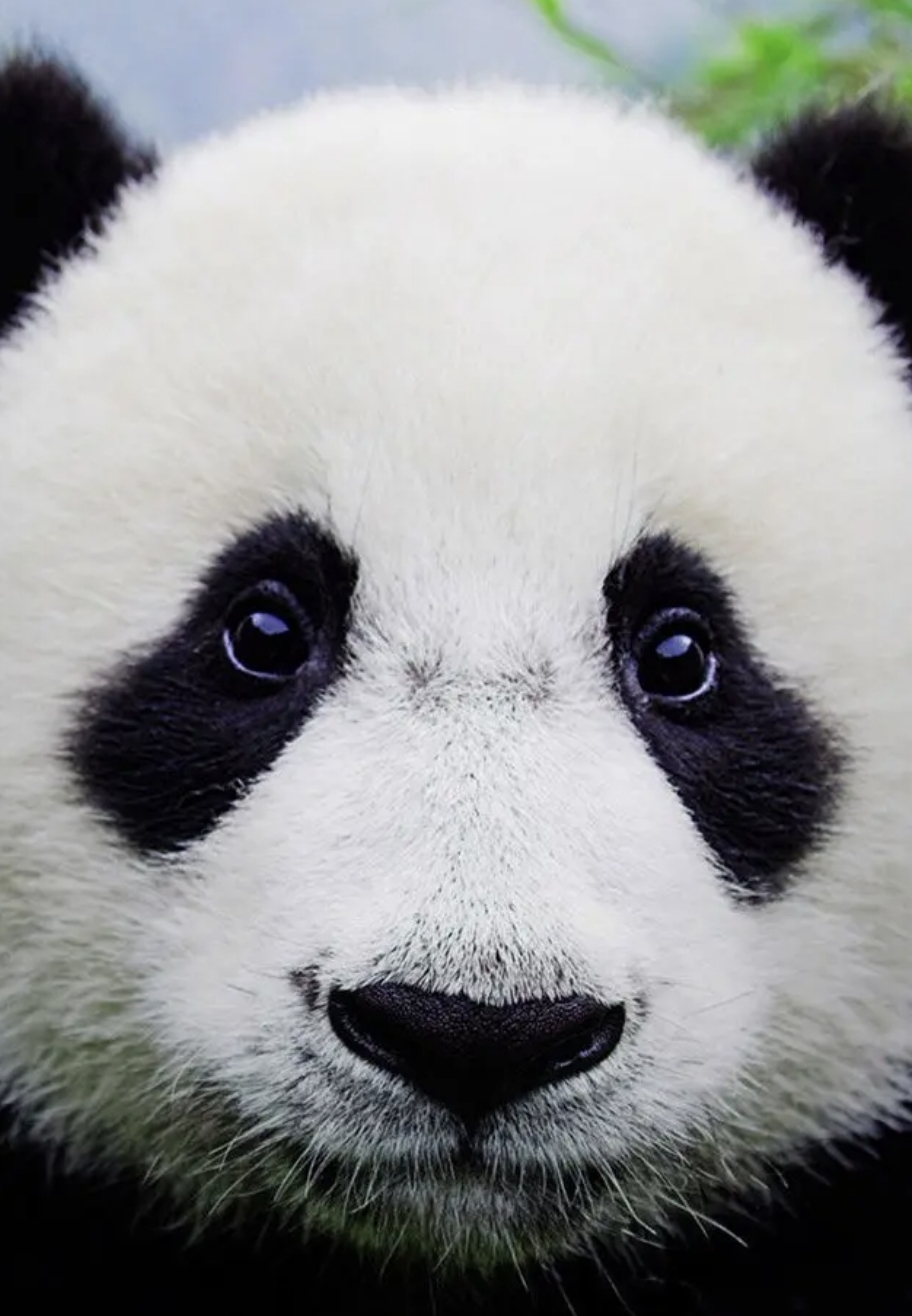 我们伟大的造物主还是相当懂的审美的,把大熊猫进化得太可爱了