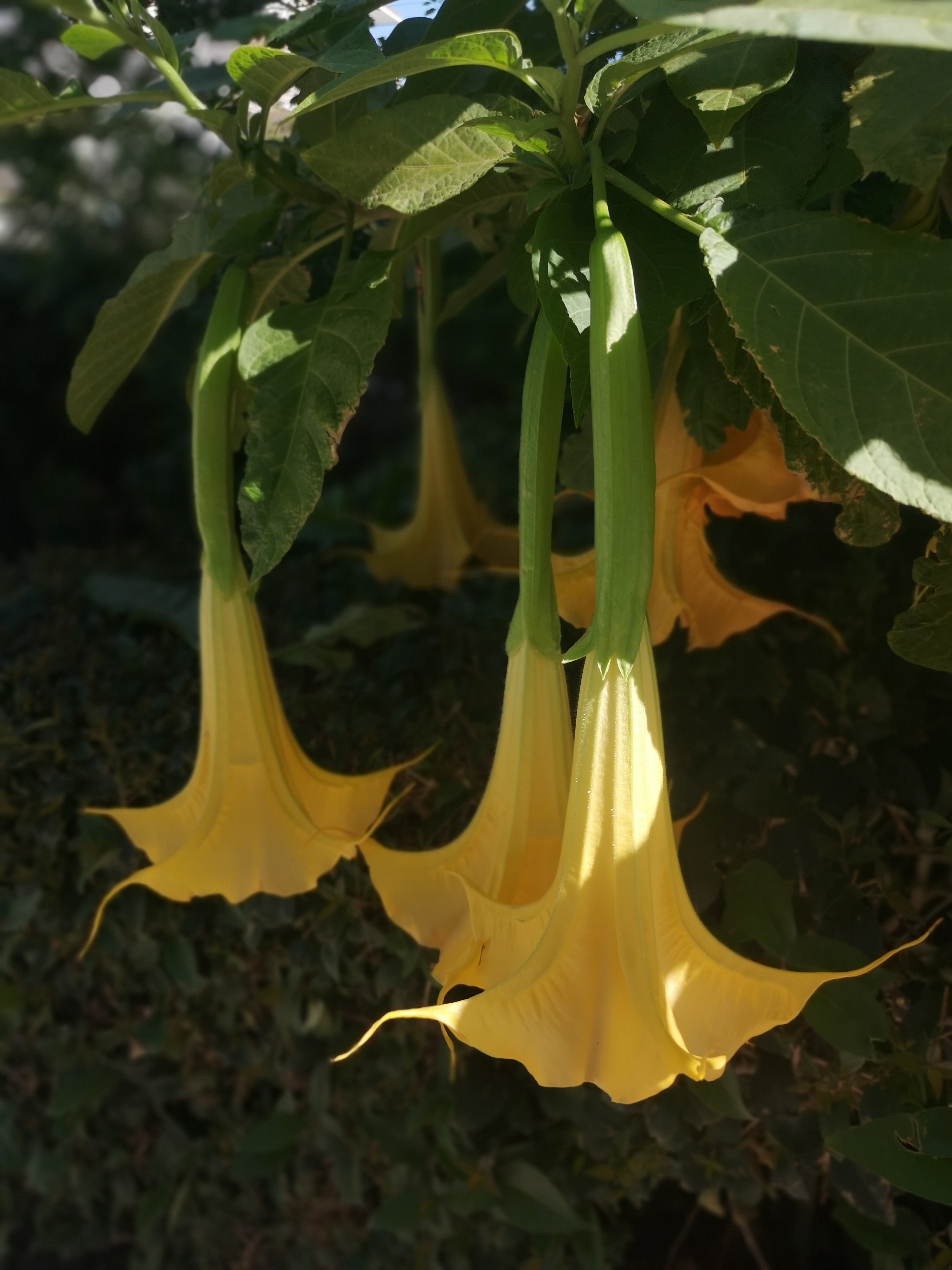 在许多文化中,曼陀罗都具有神秘和神圣的意义