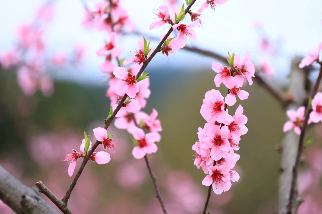 桃花图片真实 最美图片