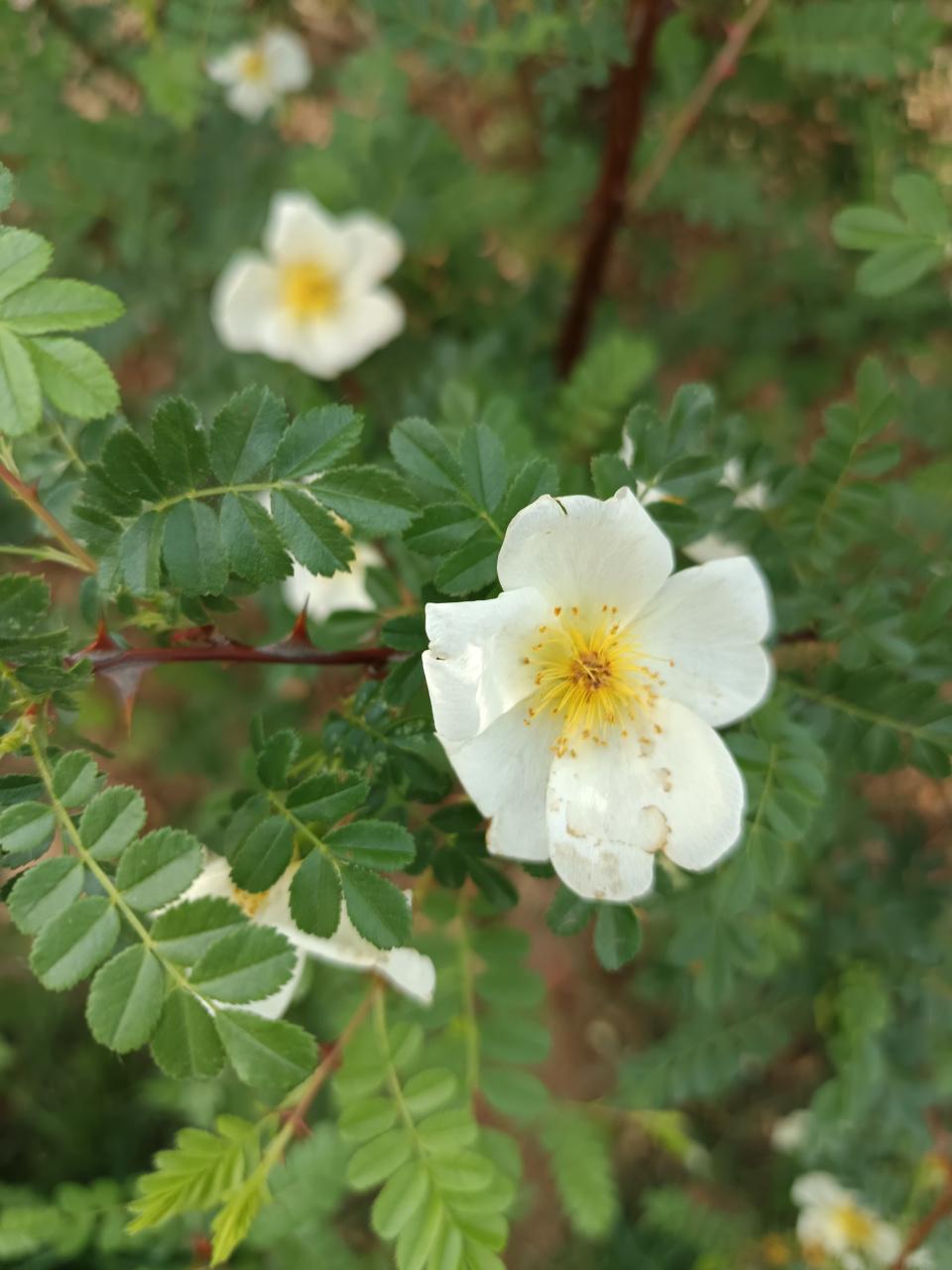 黄刺梅花期图片