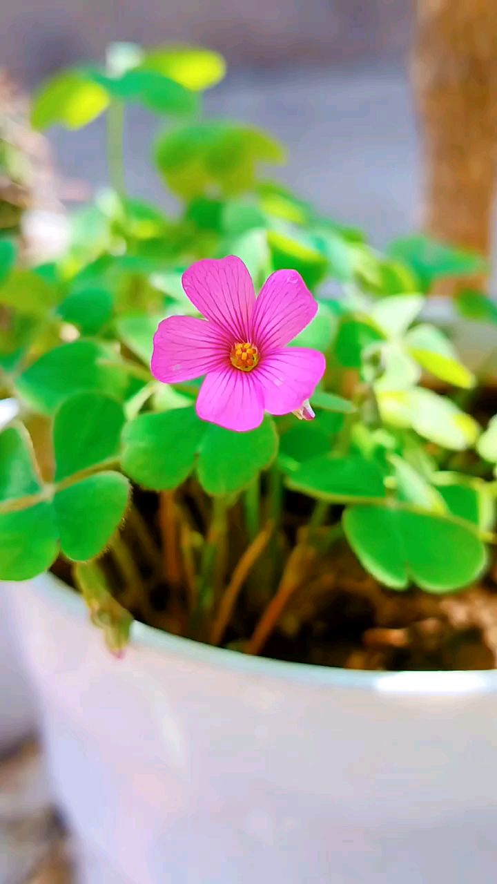 " 春日迟迟,春景熙熙.