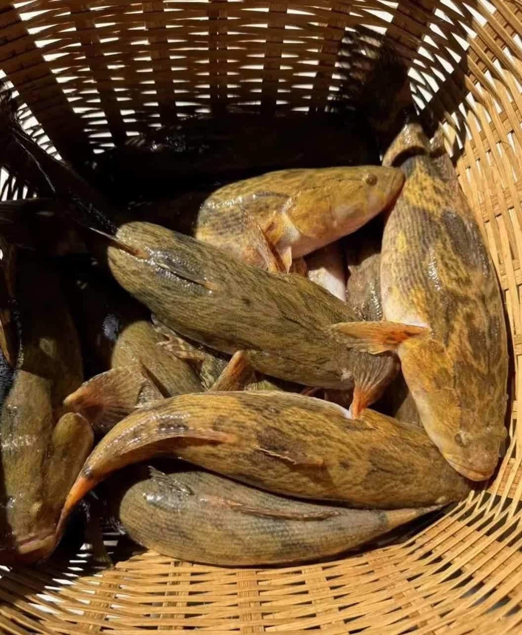 家人们,这是什么鱼?