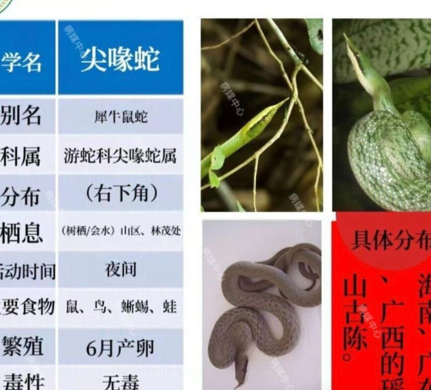 广东常见蛇名称及图片图片