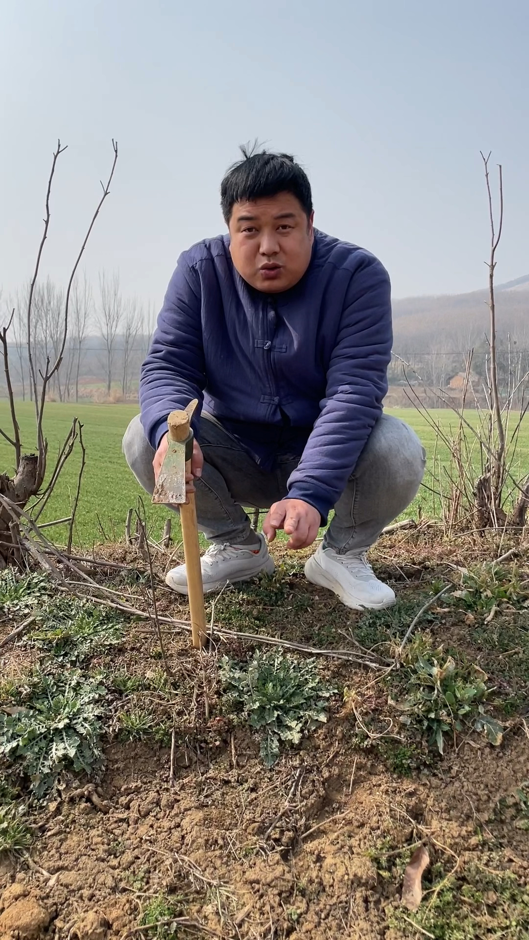 农村常见的泥胡菜别名也叫 石灰菜和苦郎头