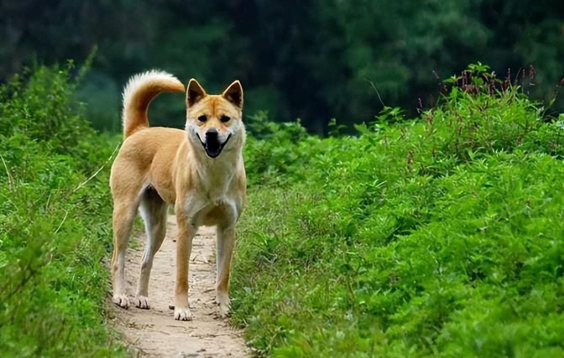 回顾男孩收养中华田园犬1年后意外走丢田园犬帮其顺利回家