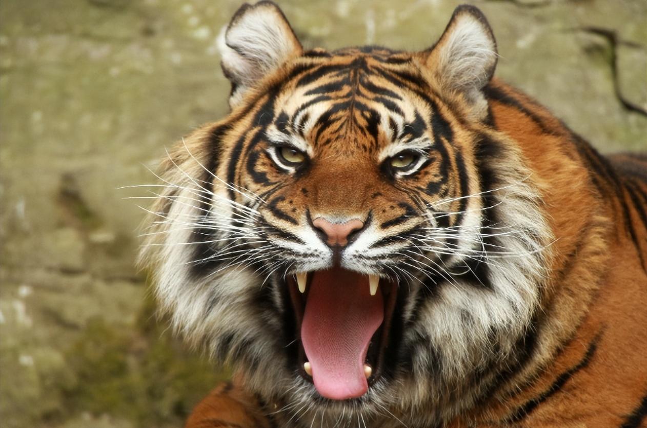 老虎为什么有三个睾丸图片