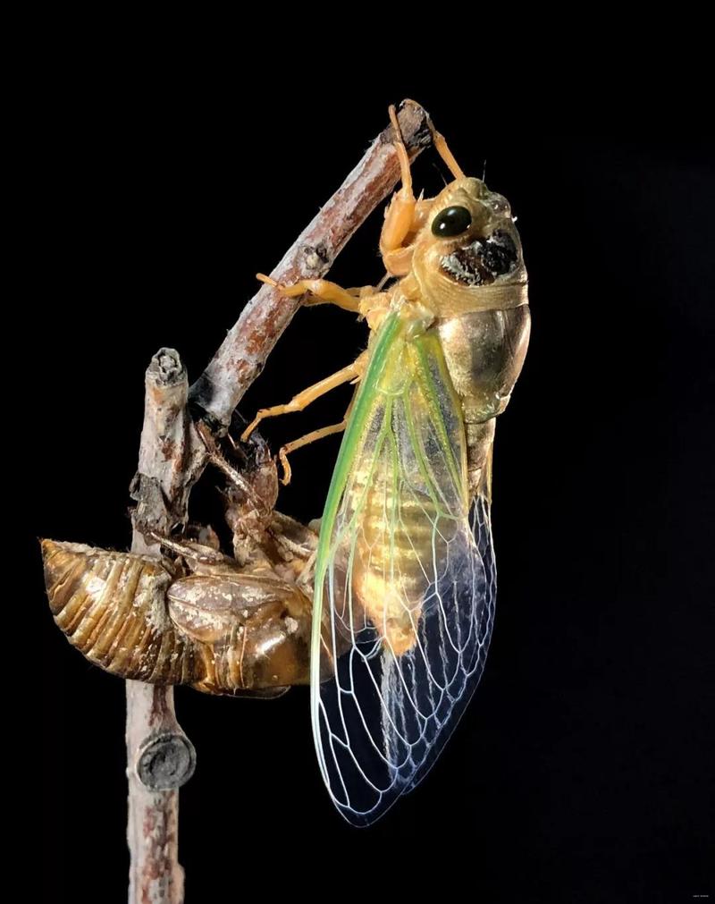 十三年蝉与十七年蝉齐破土:美国将上演生态奇观