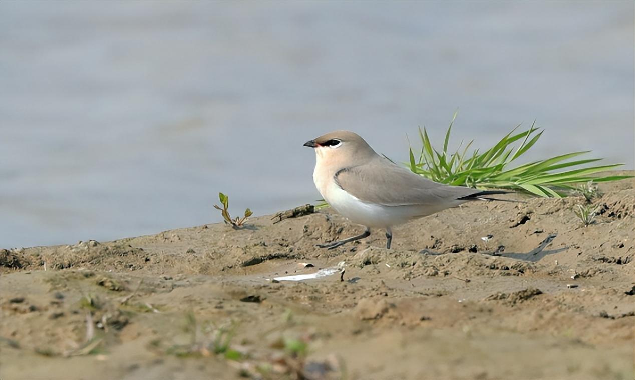"将小鸟捧在手心,李全连忙回到了工作室对其进行进行了检查,发现这只