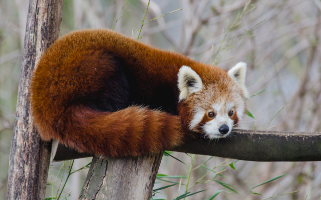 回顾男子收养小熊猫养大送回动物园后小熊猫思念成疾离世