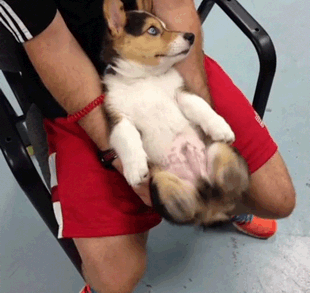 狗狗们真的是一群超级可爱的小家伙,它们有时候会用各种方式来表达