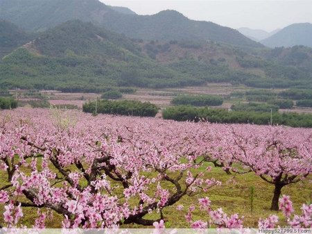 岳阳十大春季旅游景点