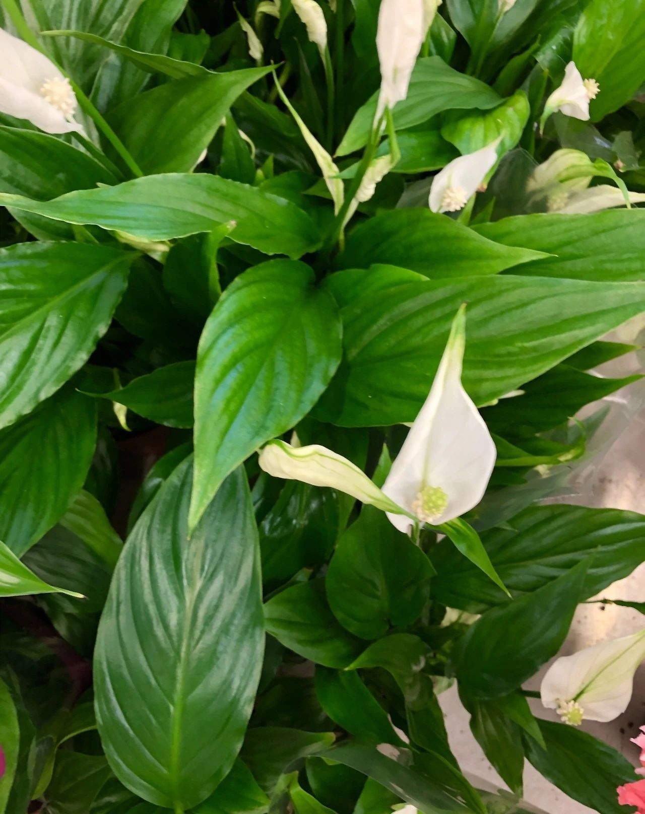 白掌:花开一帆风顺!花多像"小帆船"一样漂亮