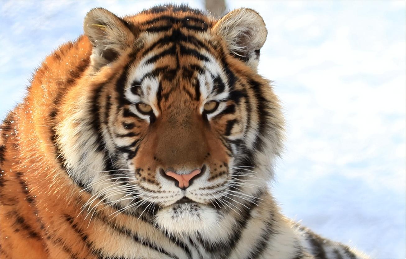 的人大都以猎为生,但随着社会不断进步,大家慢慢就放弃了这种生活方式