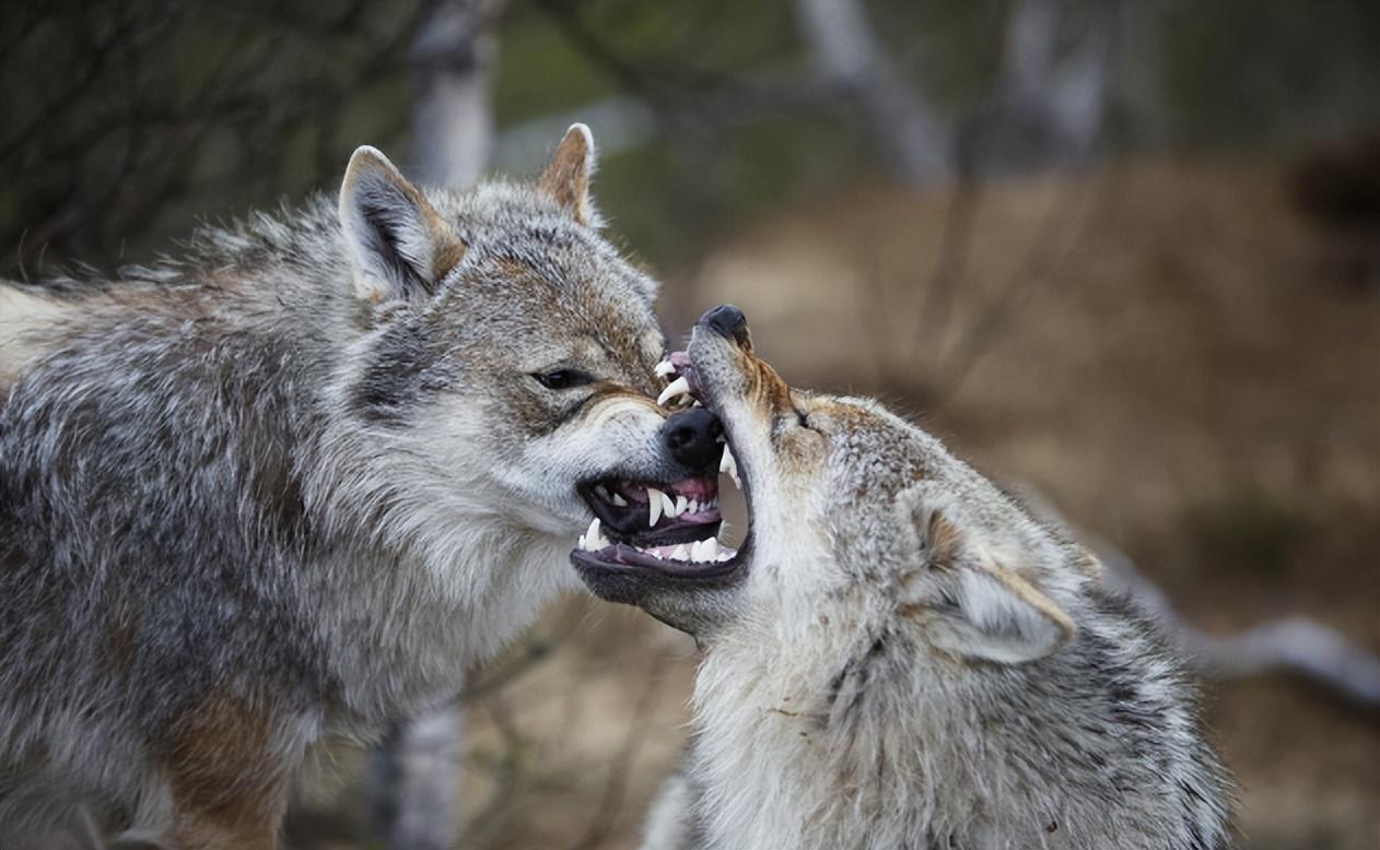 回顾牧民用生肉投喂怀孕野狼1年后放牧被野兽袭击野狼救下