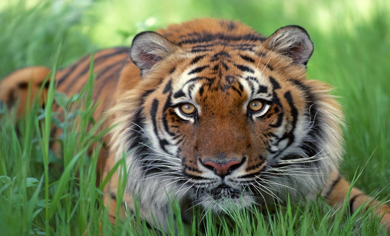 惨遭遗弃的东北虎幼崽