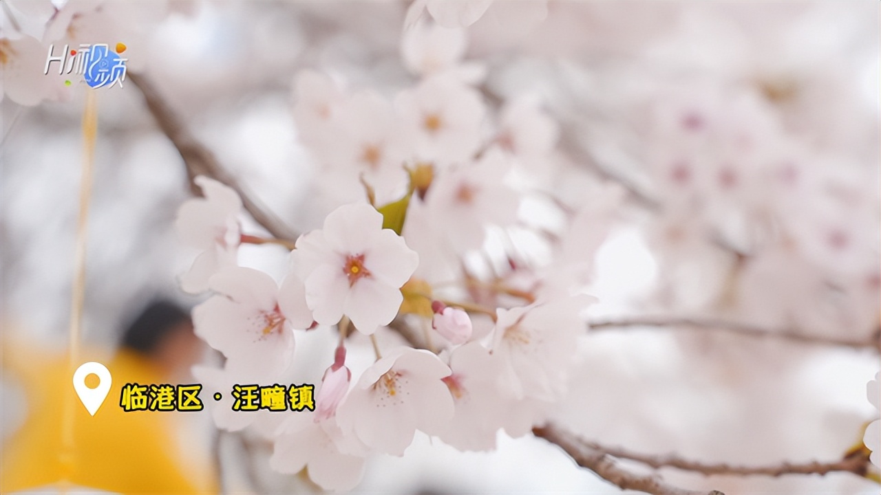 威海临港区汪疃镇这个植物园太美了!