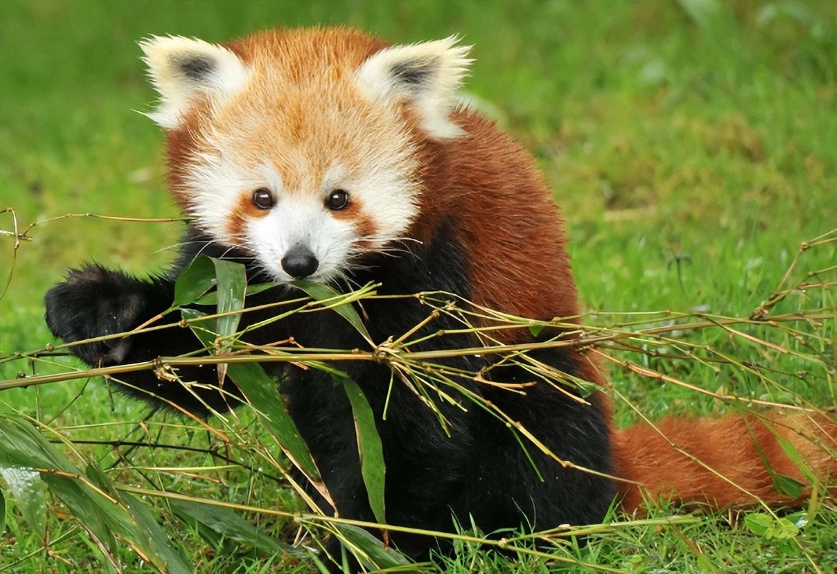 回顾男子收养小熊猫养大送回动物园后小熊猫思念成疾离世