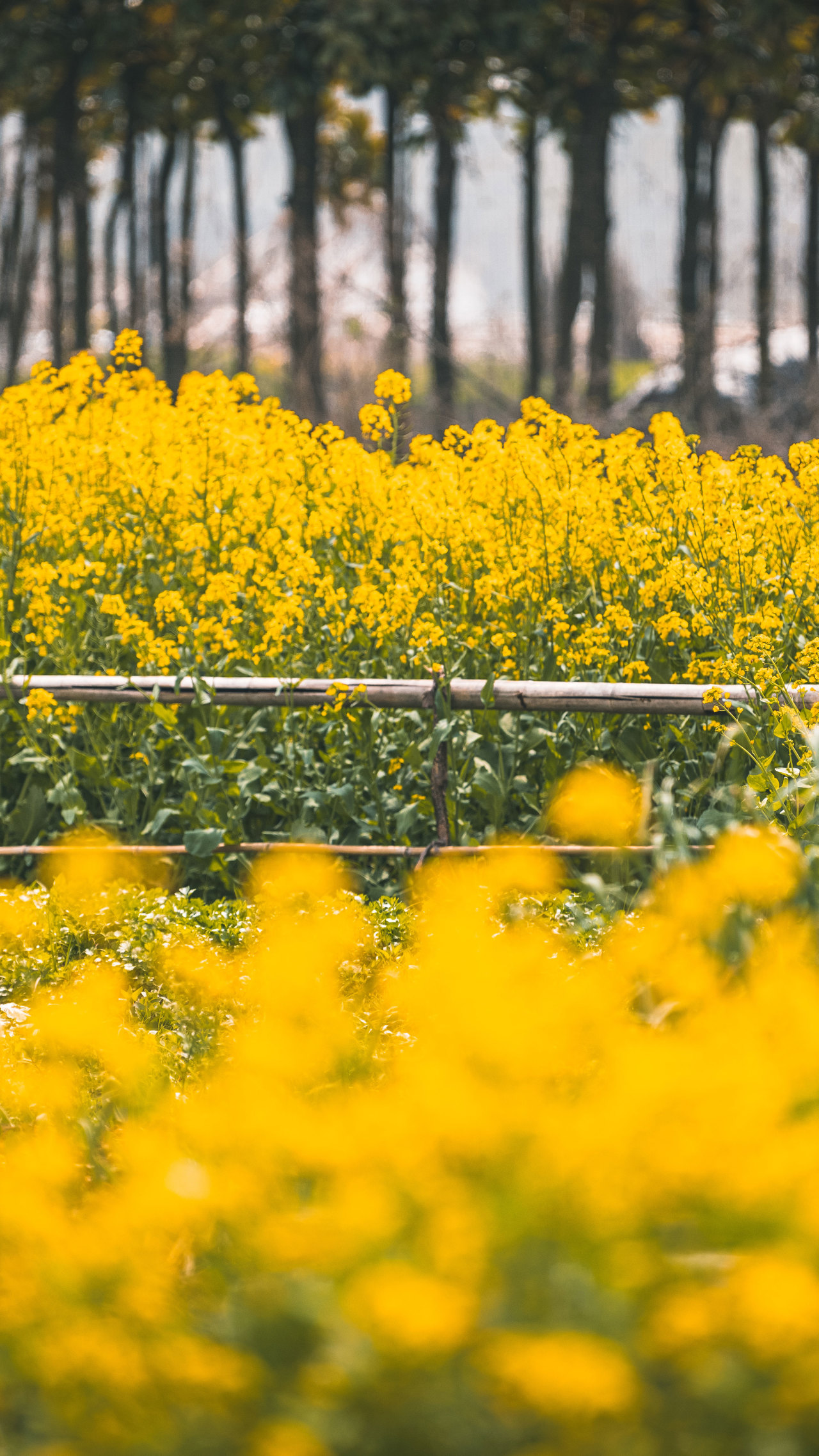 让人看着就心情舒畅的手机壁纸屏保