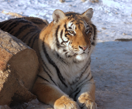的人大都以猎为生,但随着社会不断进步,大家慢慢就放弃了这种生活方式