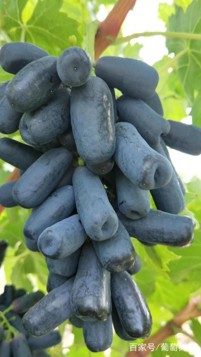 我非常喜欢一种新水果,它就叫蓝宝石葡萄