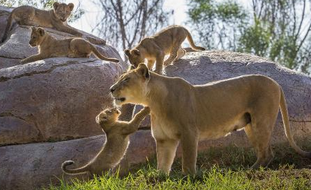 回顾男子收养狮子幼崽时隔5年相见狮子直接扑向男子怀抱