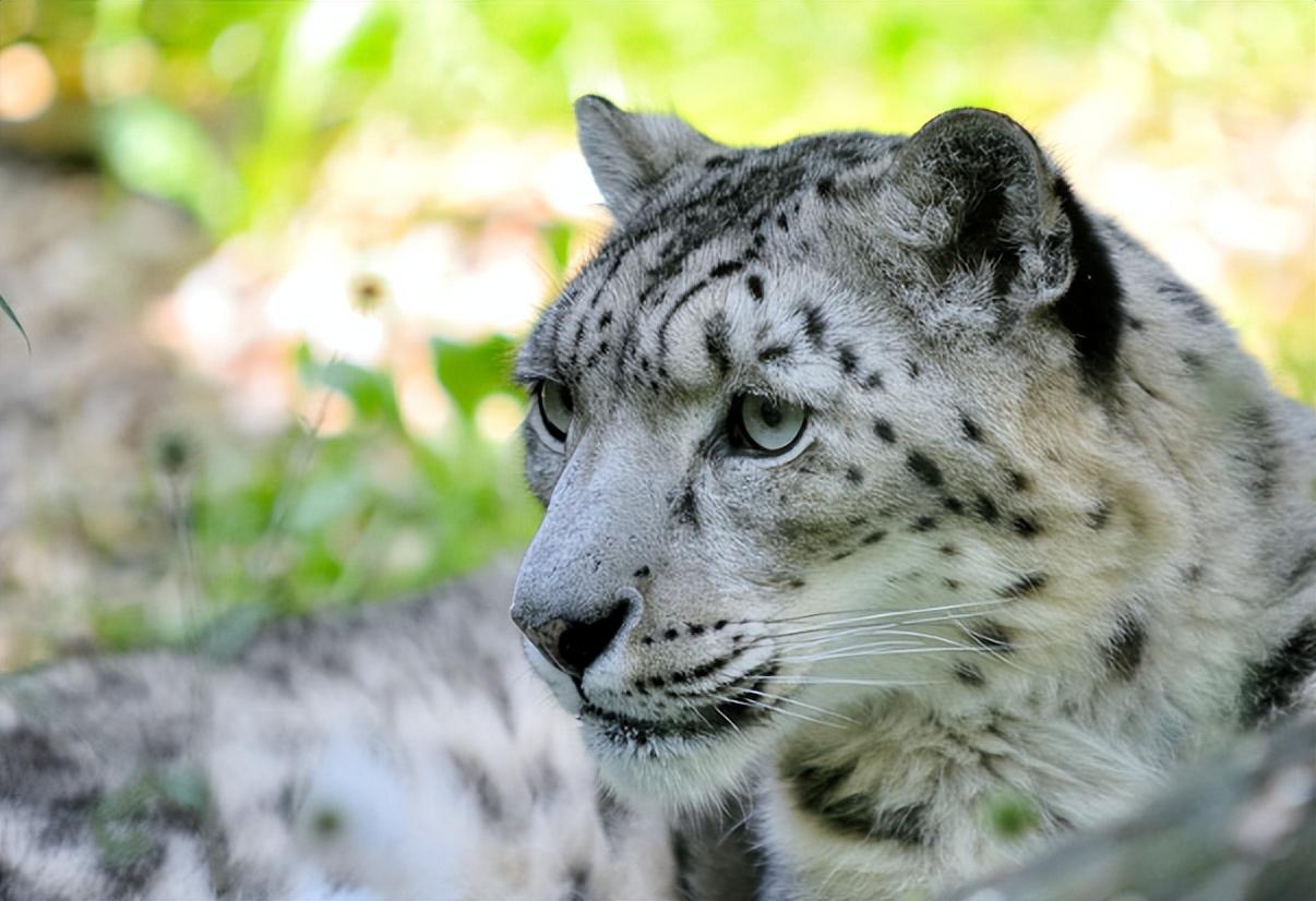 回顾男子救雪豹幼崽放生时雪豹不舍追车2年后遇险雪豹相救
