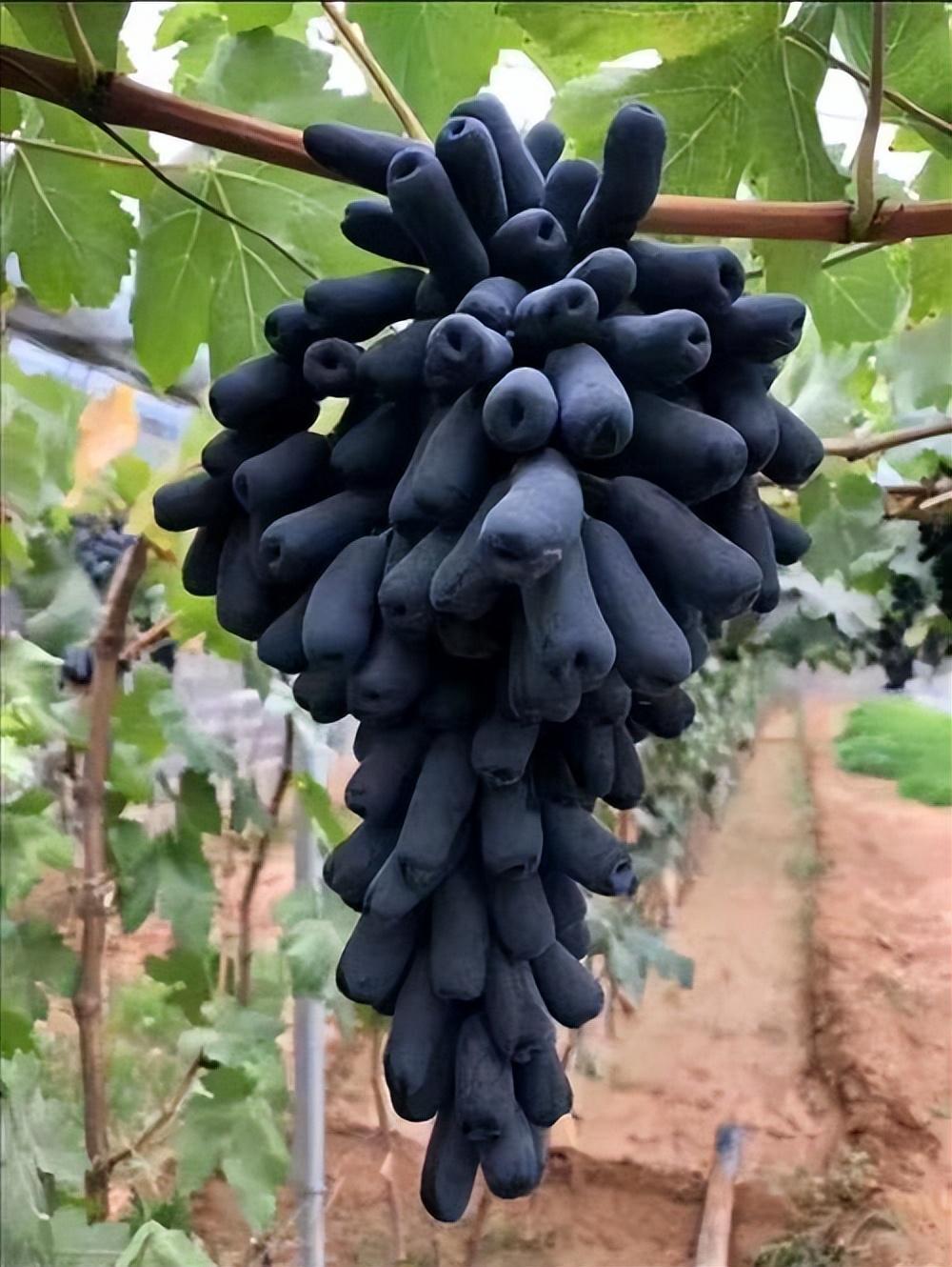 我非常喜欢一种新水果,它就叫蓝宝石葡萄