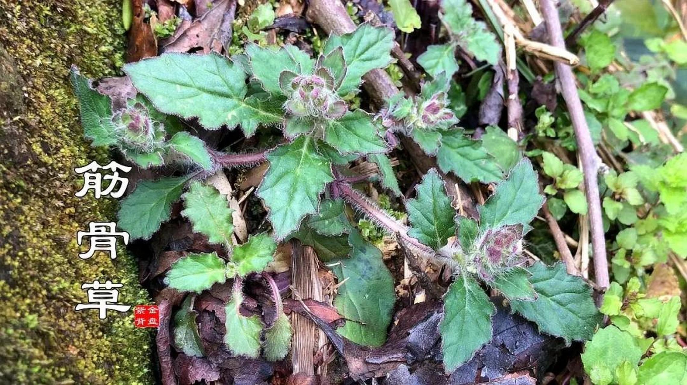 紫背金盘,这款神奇的草本植物不仅是治病良药还美得惊人.