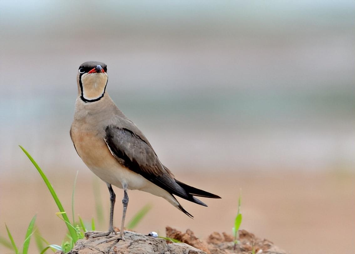 "这一发现让李全惊喜过望,爪子上绑着红绳的灰燕