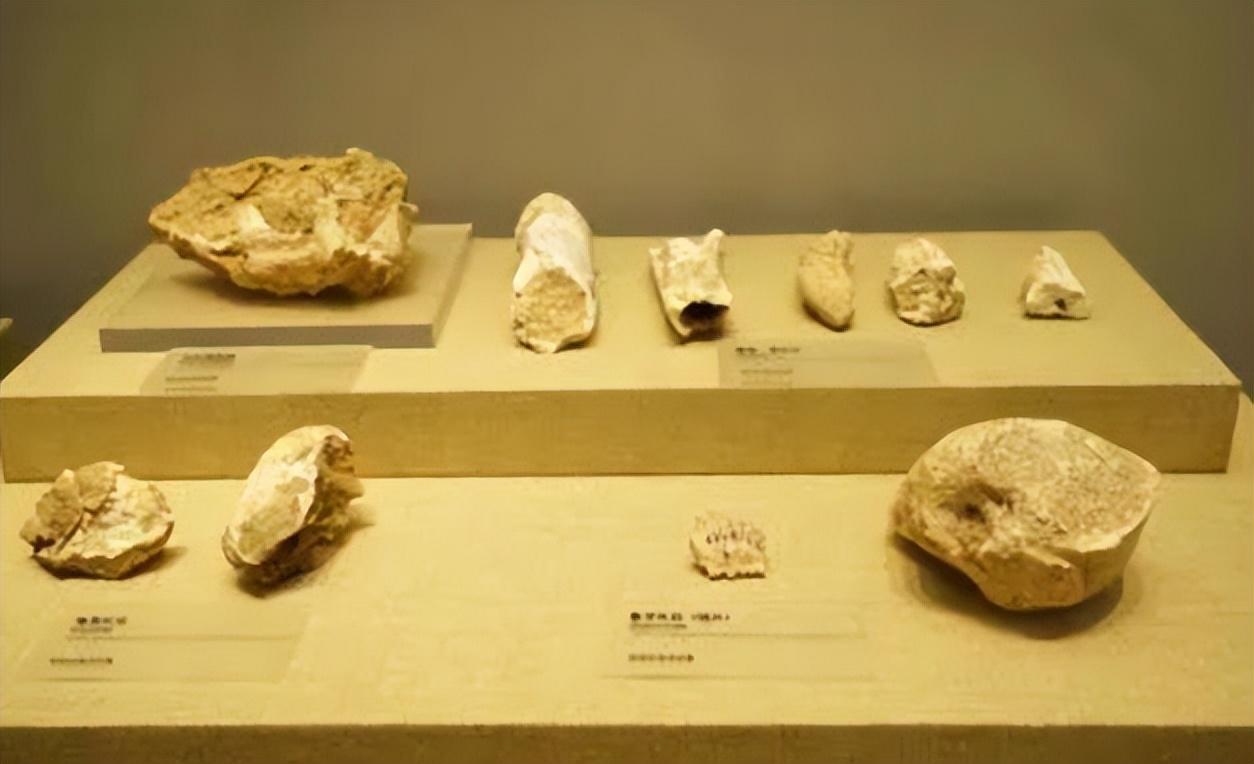 四大活化石图片