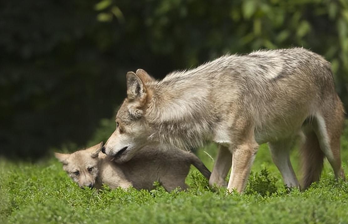母狼无处生产,杨元德好心收留
