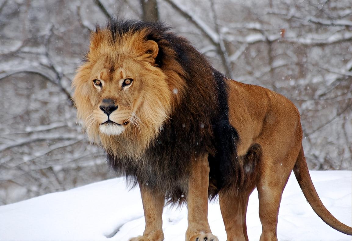 回顾男子收养狮子幼崽时隔5年相见狮子直接扑向男子怀抱