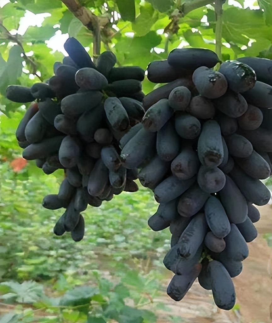 我非常喜欢一种新水果,它就叫蓝宝石葡萄