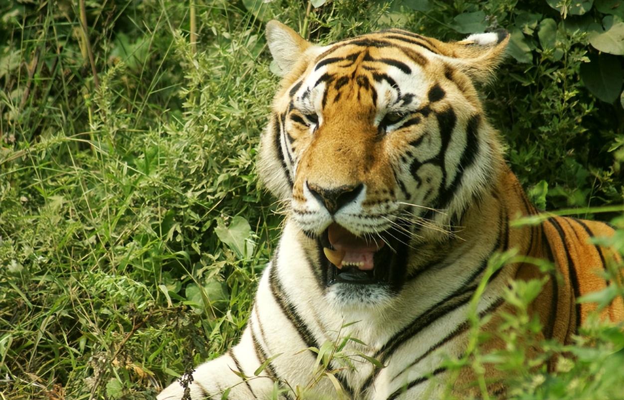 回顾男子救老虎幼崽带回家细心喂养2年后分别老虎追车千里