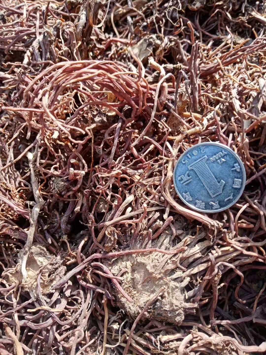 紫菀随着大牛市接近尾声,未来会有更多品种行情下跌,比如天价猫爪草