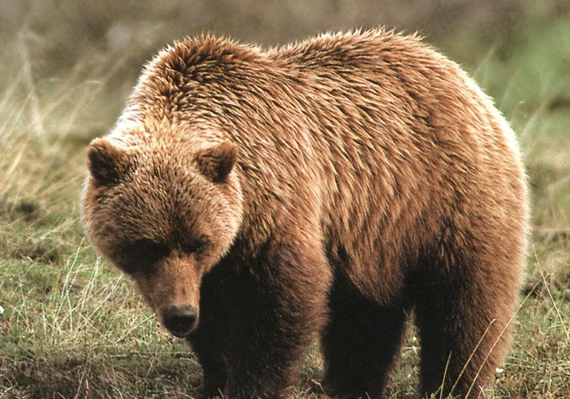 回顾牧民救棕熊幼崽3年后牧场遭狼群袭击棕熊赶来大战狼群